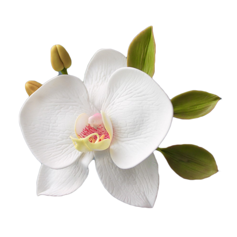 Орхидея обычная